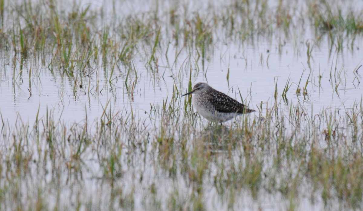 Wood Sandpiper - ML433251001