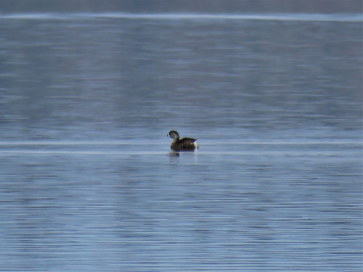 Pied-billed Grebe - ML433251831