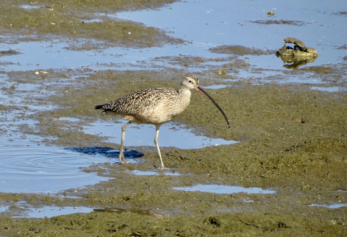 Long-billed Curlew - Terry Hill