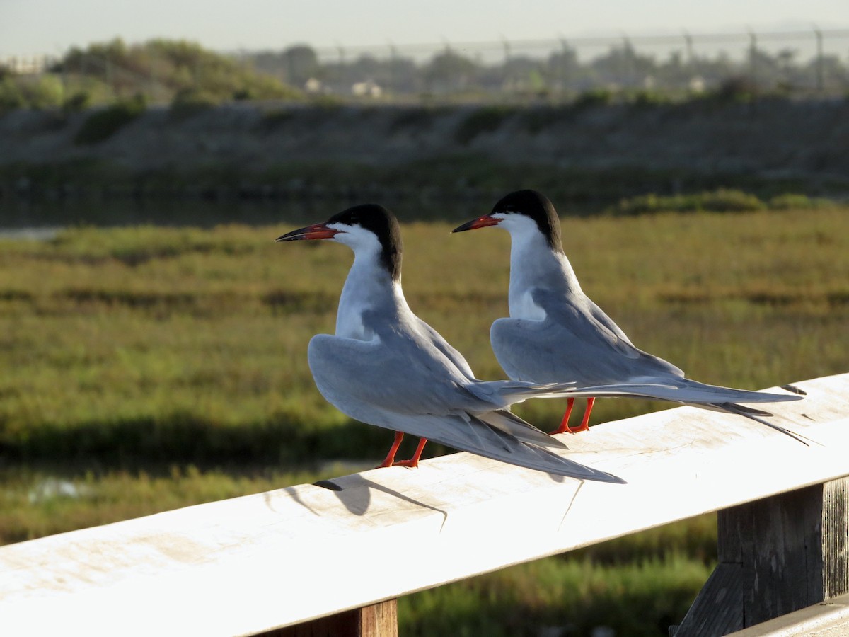 Forster's Tern - Terry Hill