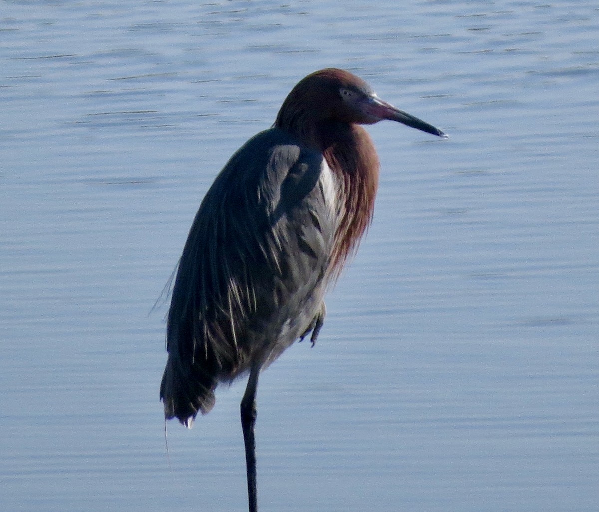 Reddish Egret - Terry Hill