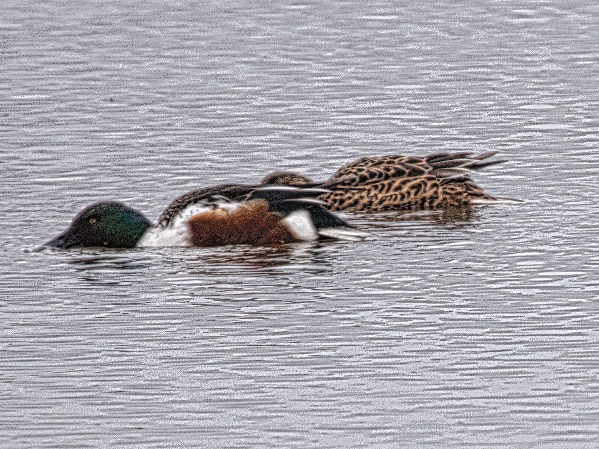 Northern Shoveler - ML433258041