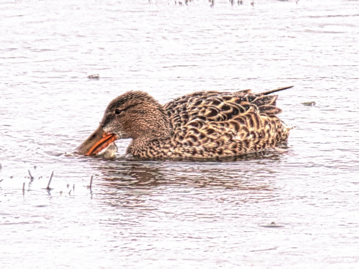 Northern Shoveler - ML433258241