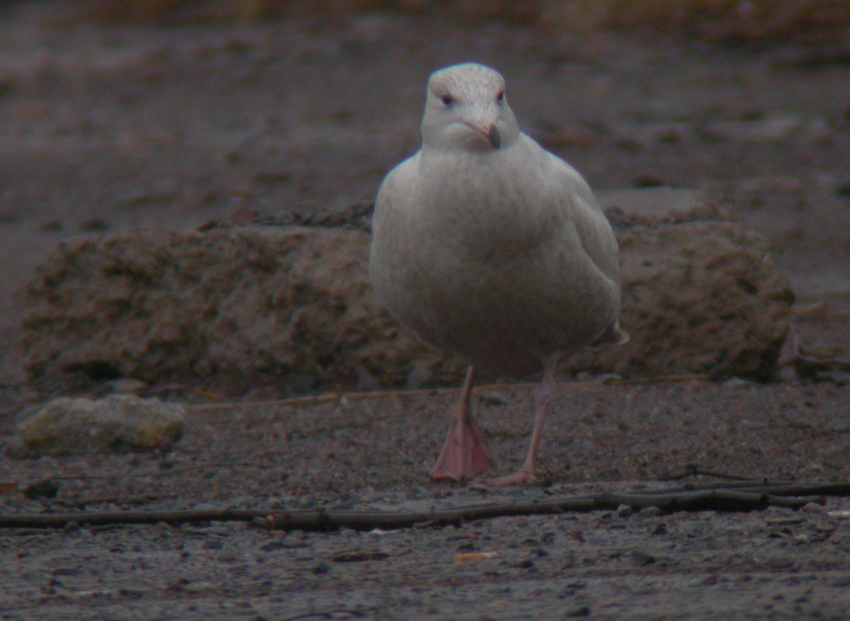 Glaucous Gull - Michael Todd