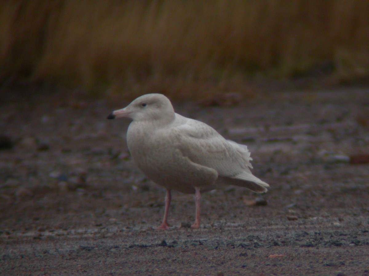 Glaucous Gull - ML43325981