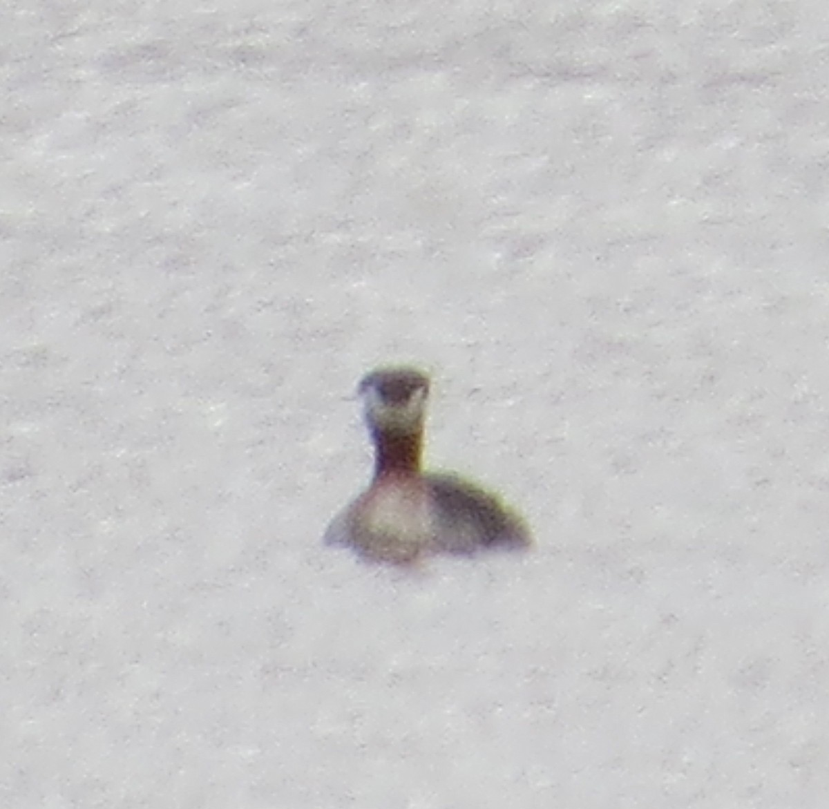 Red-necked Grebe - ML433260171