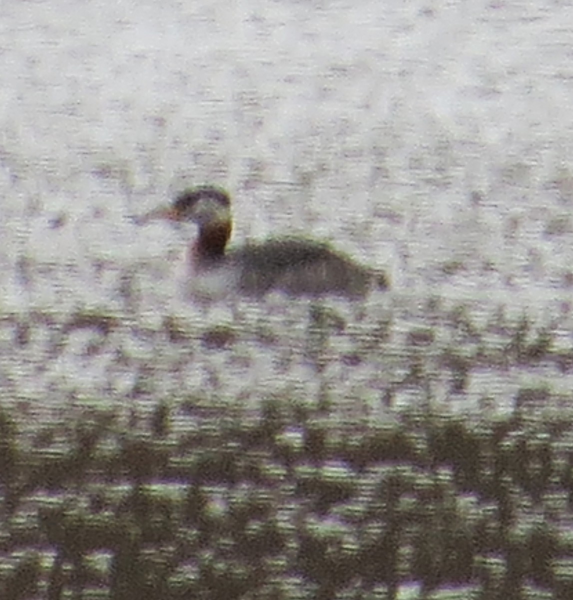 Red-necked Grebe - Rebecca Williams