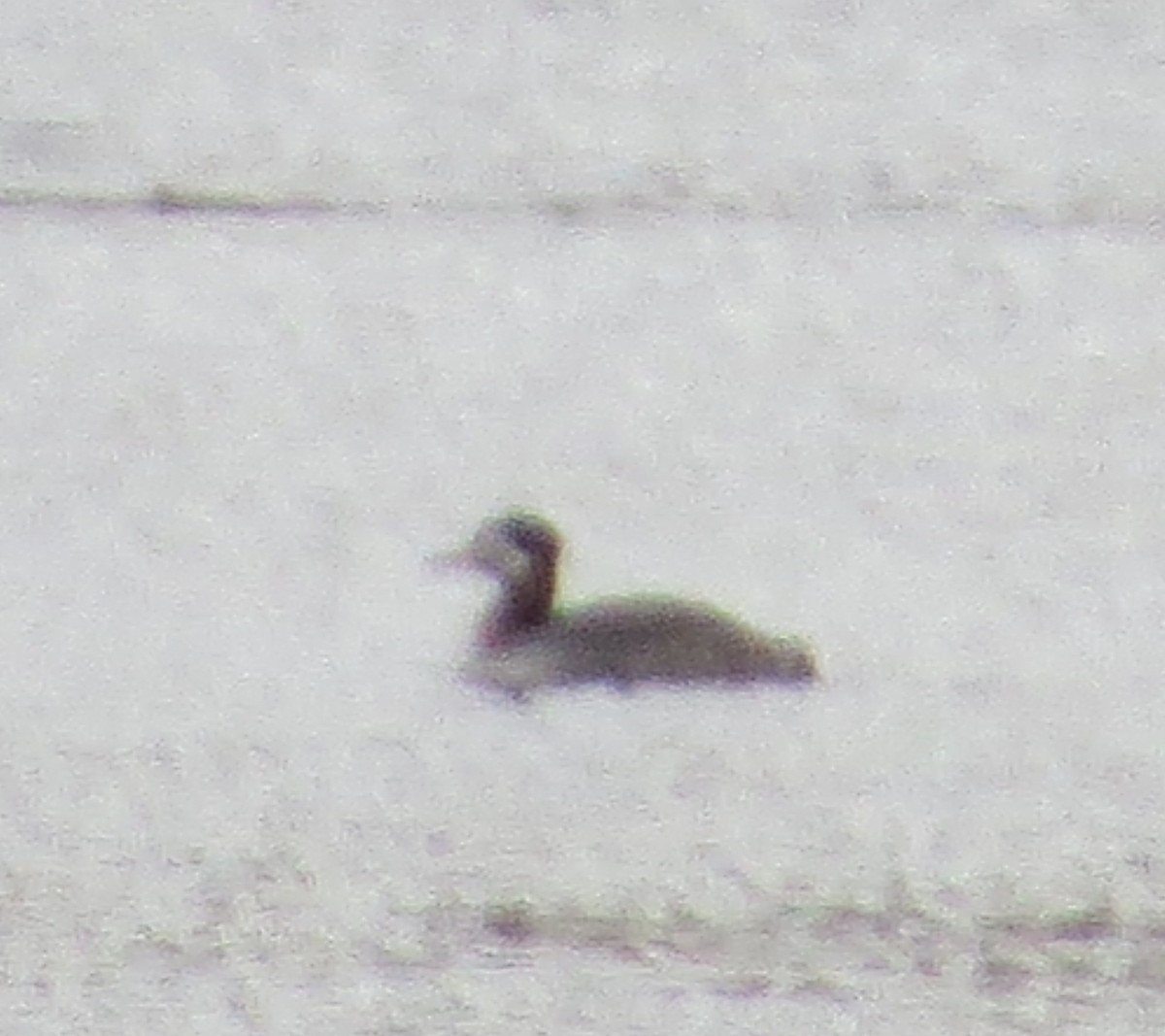 Red-necked Grebe - ML433260671