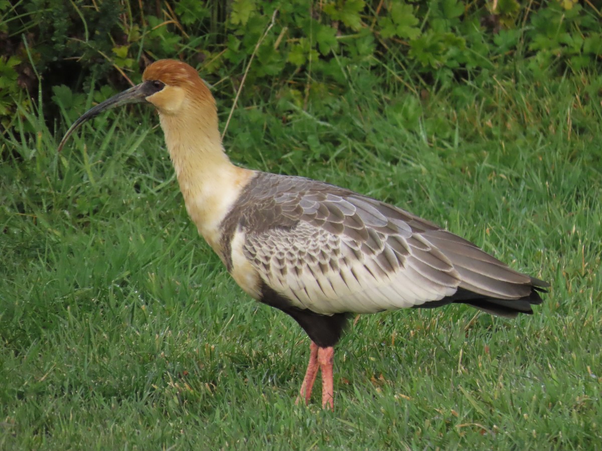 Black-faced Ibis - Pierre Pitte