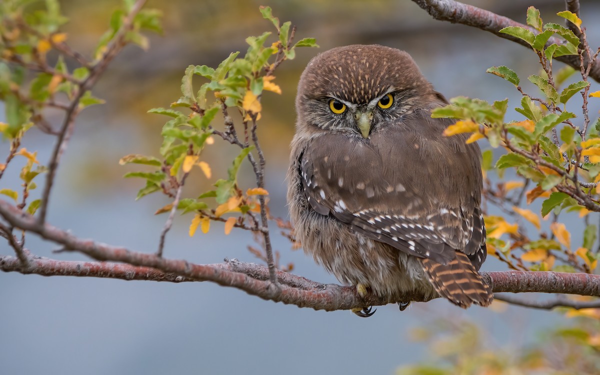 Austral Pygmy-Owl - ML433261141
