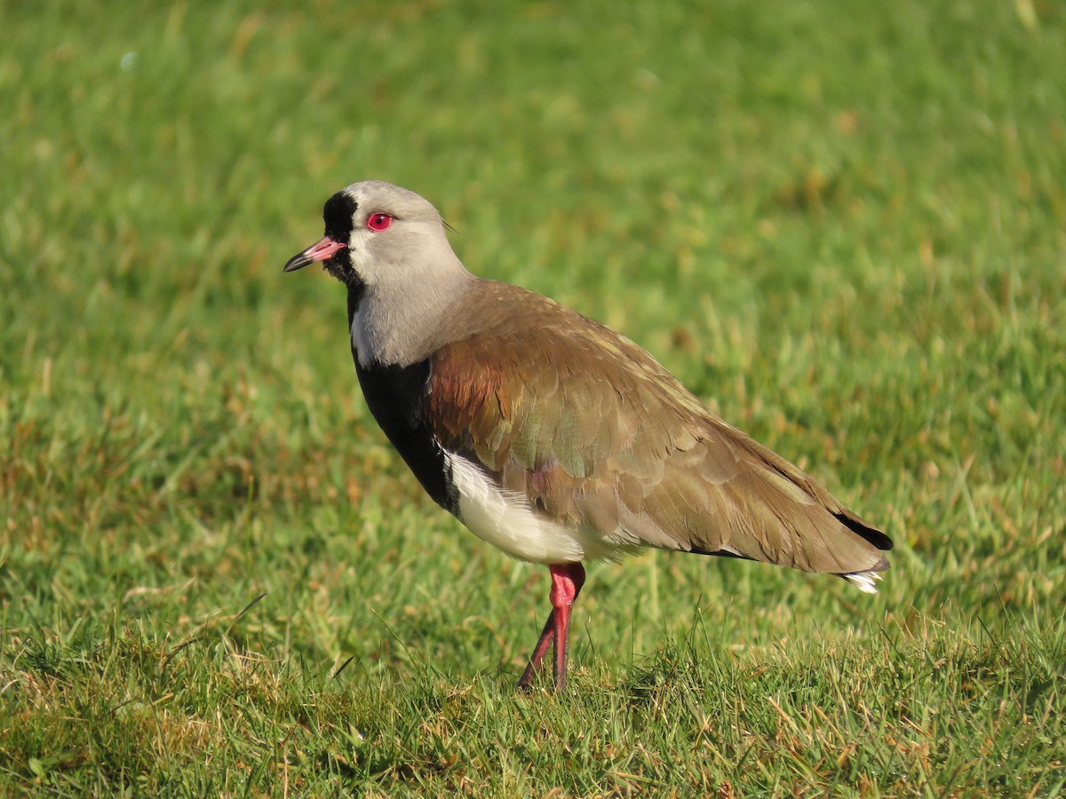 Southern Lapwing - Pierre Pitte