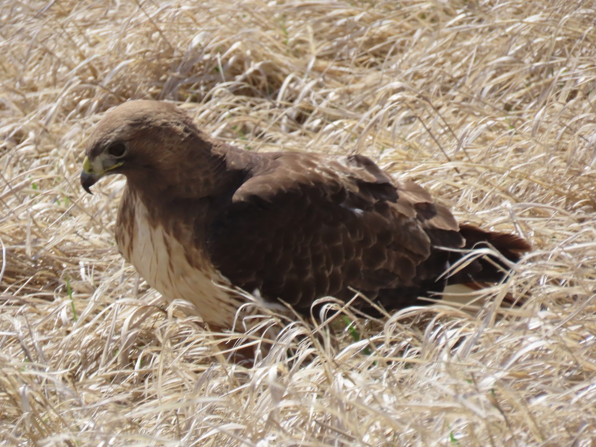 Red-tailed Hawk - ML433261641