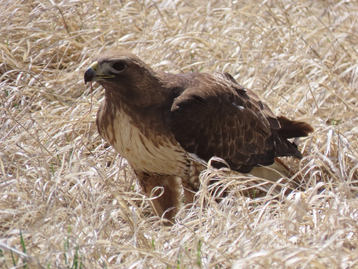 Red-tailed Hawk - ML433261661