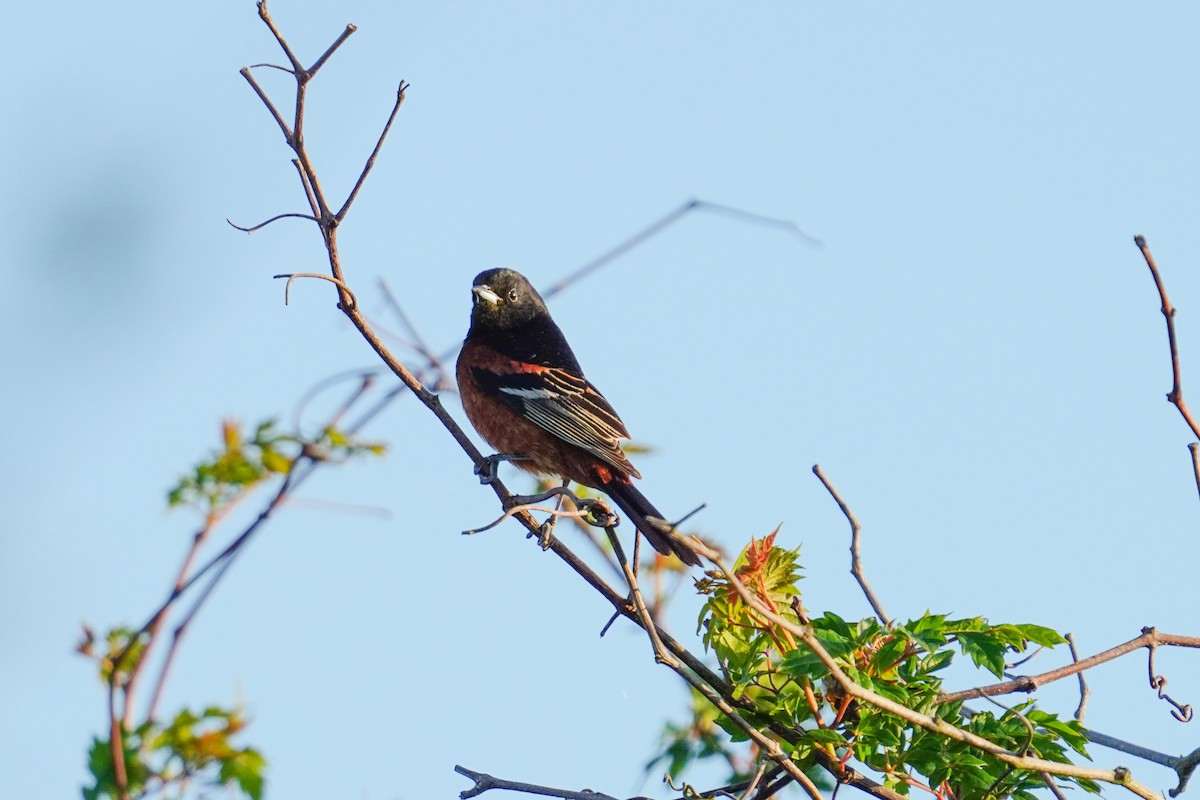 Orchard Oriole - ML433261751