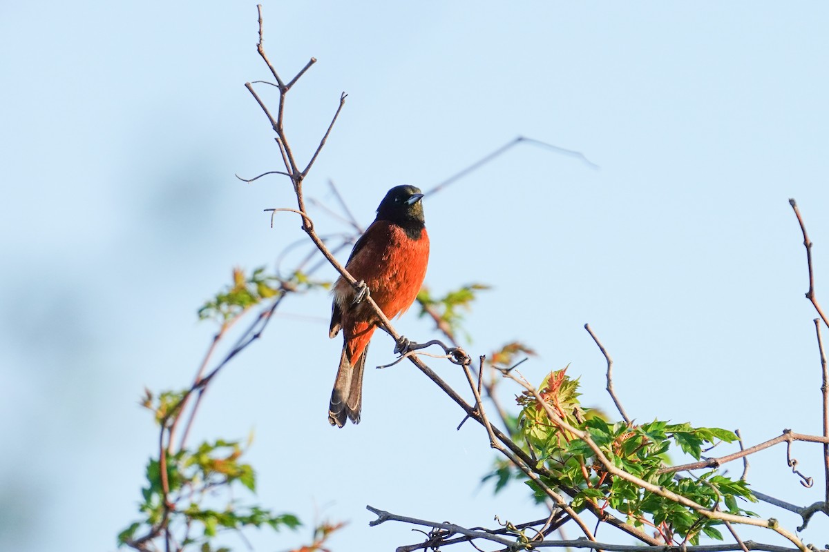 Orchard Oriole - ML433261761