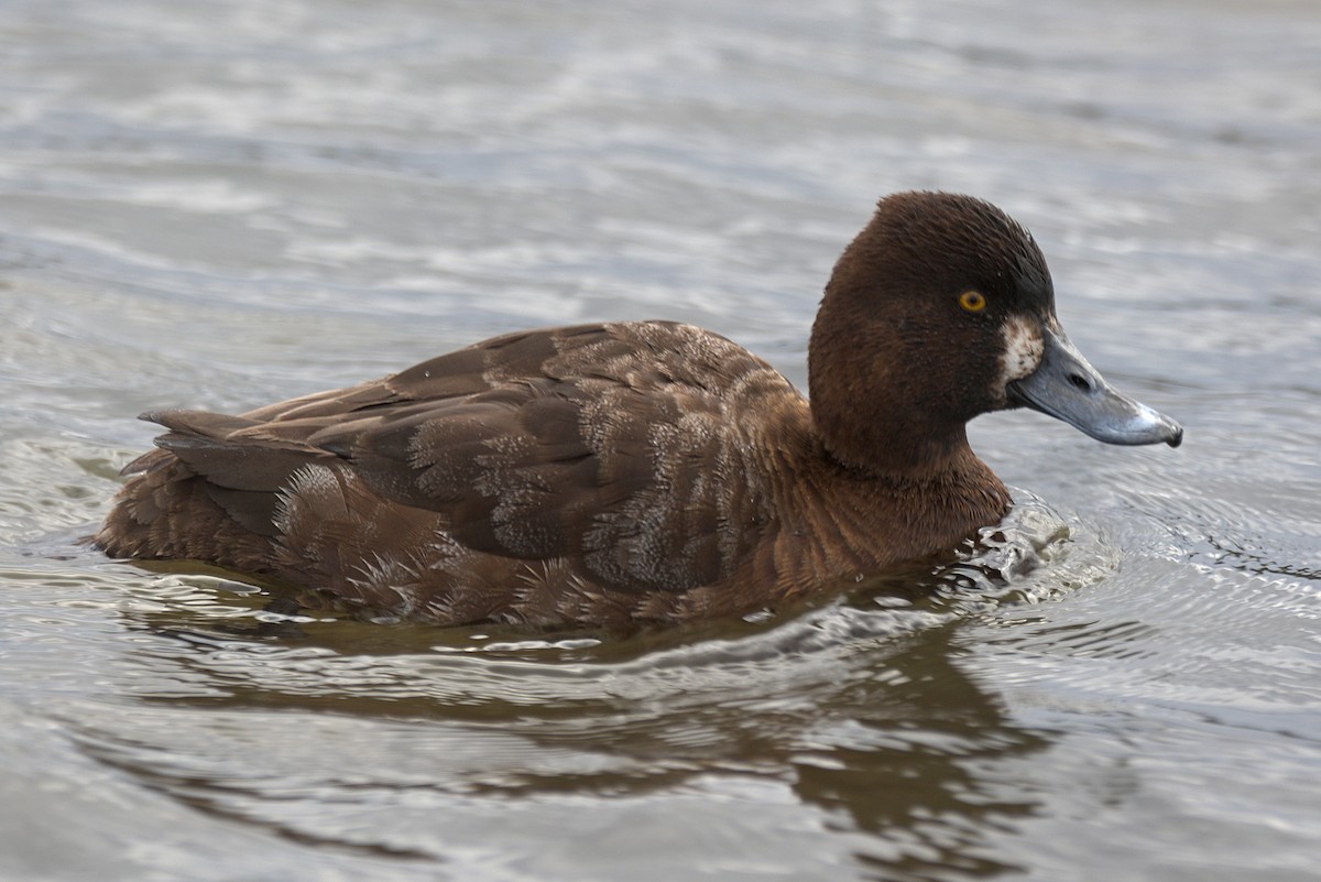 Lesser Scaup - ML433262941