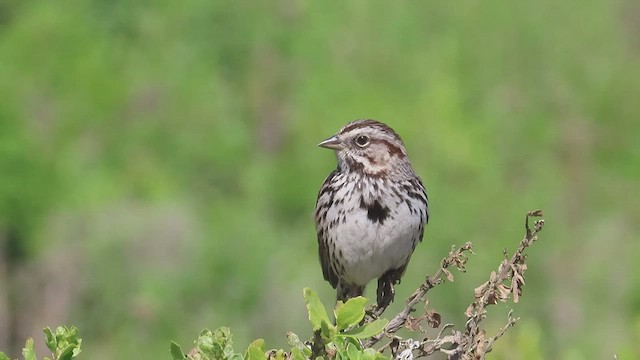 Song Sparrow - ML433263591