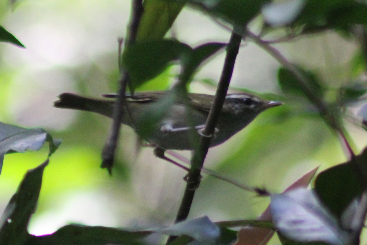 Pale-legged Leaf Warbler - ML433265091