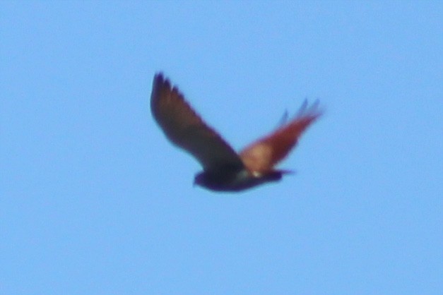 Rufous-winged Buzzard - ML433266061