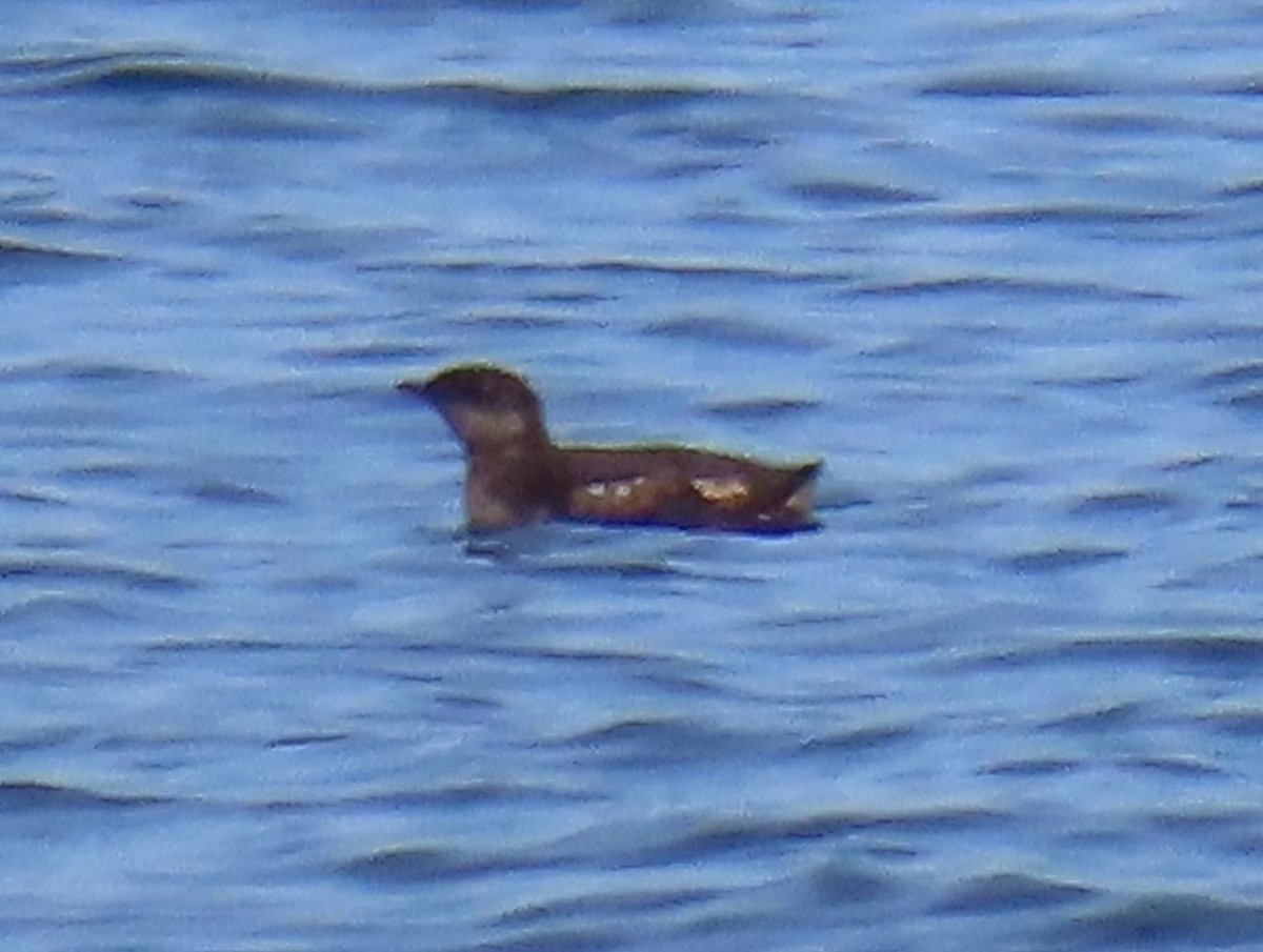 Marbled Murrelet - ML433266941