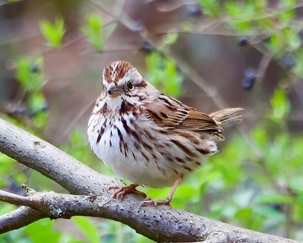 Song Sparrow - Lori Blanc