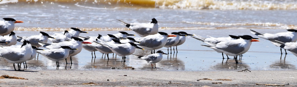 Sandwich Tern - Greg Jackson