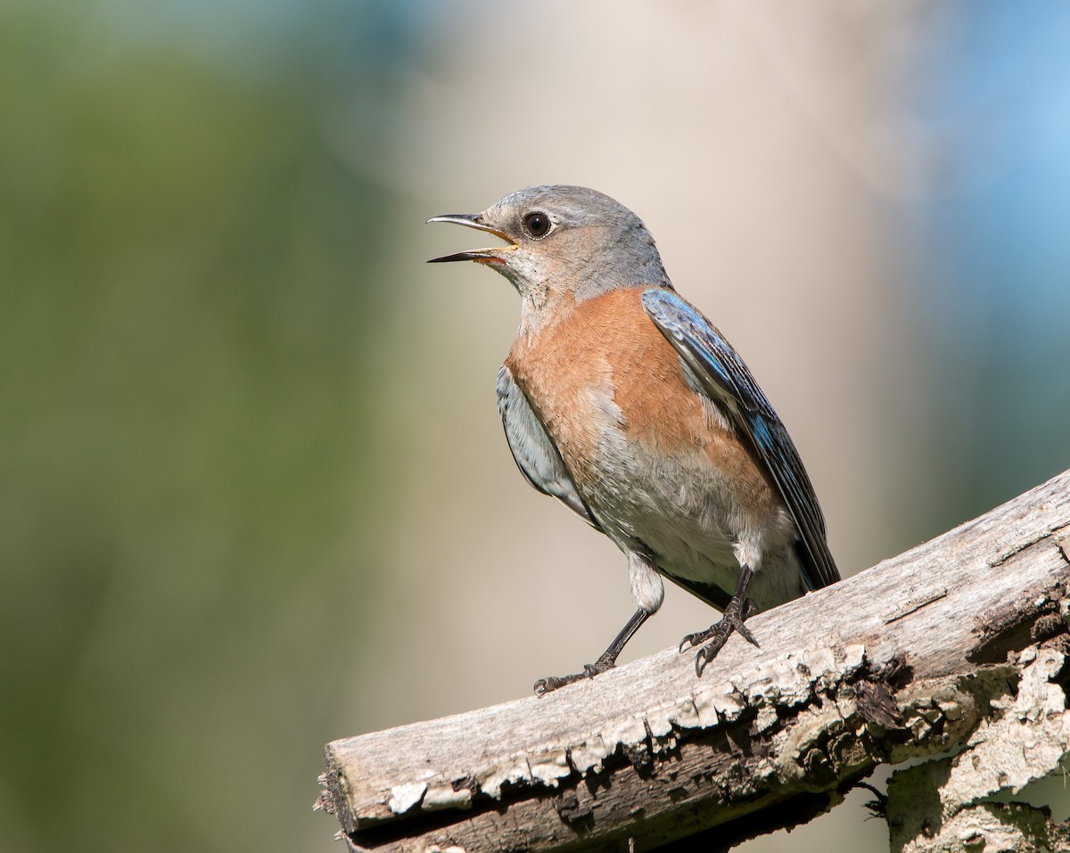 Western Bluebird - ML433269621