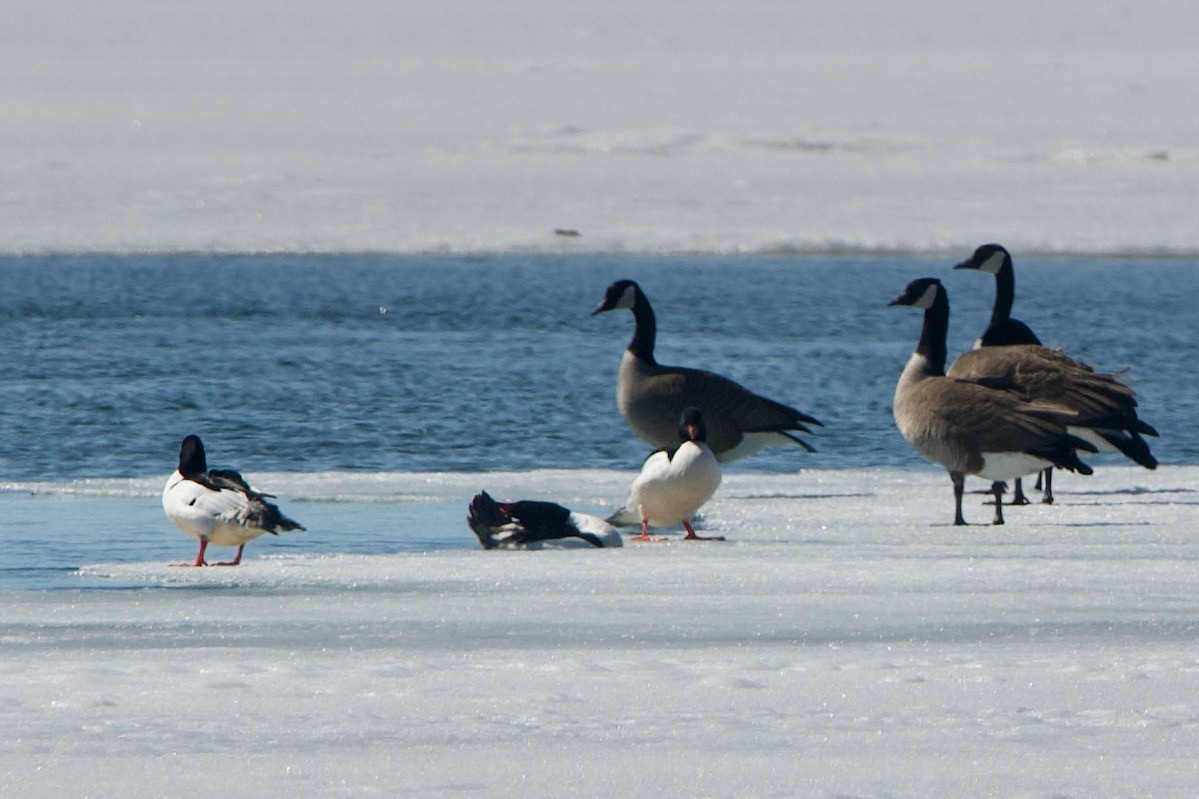 Gänsesäger - ML433269651