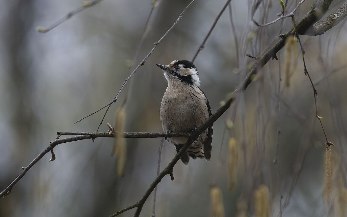 Lesser Spotted Woodpecker - Sin-Syue Li