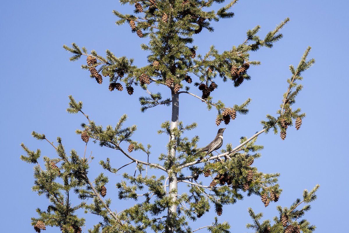 Ring Ouzel - PMDE ESTEVES