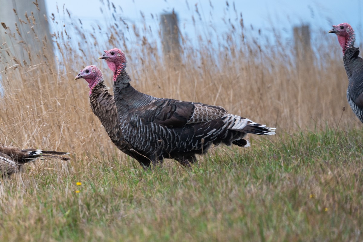 Guajolote Gallipavo - ML433271841