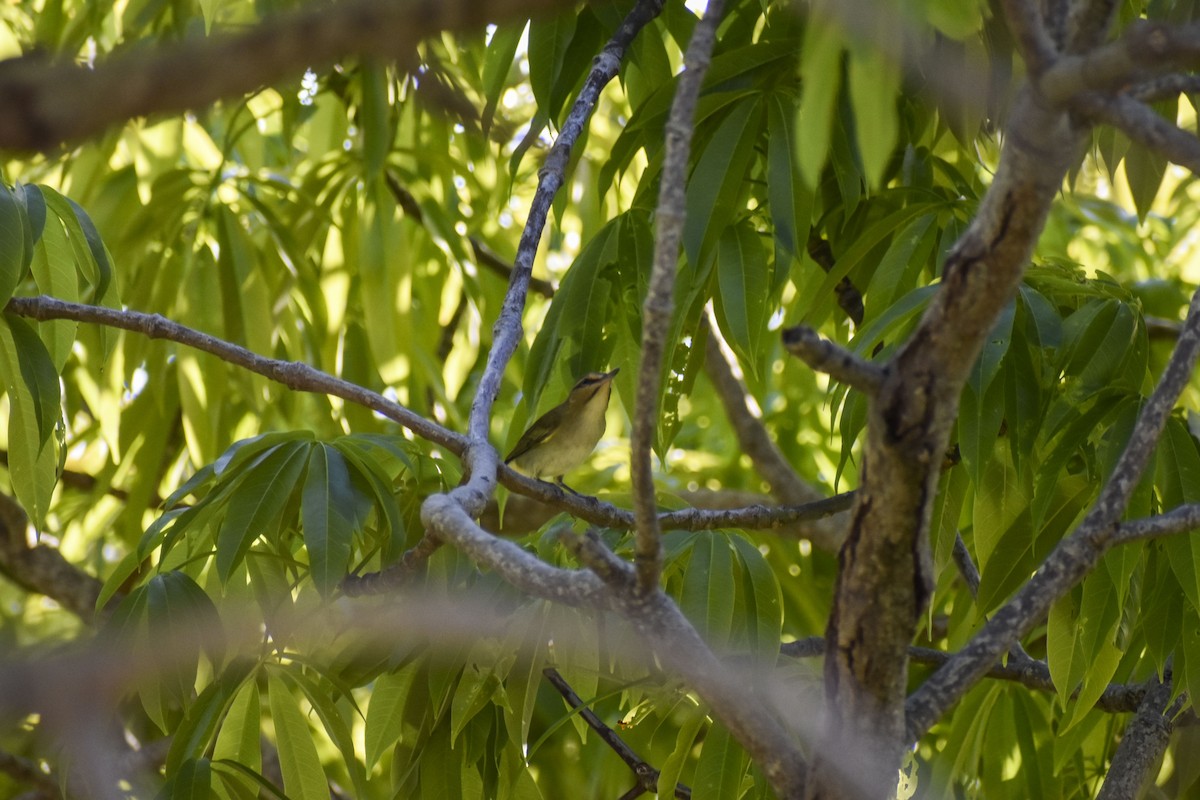 Black-whiskered Vireo - ML433275111