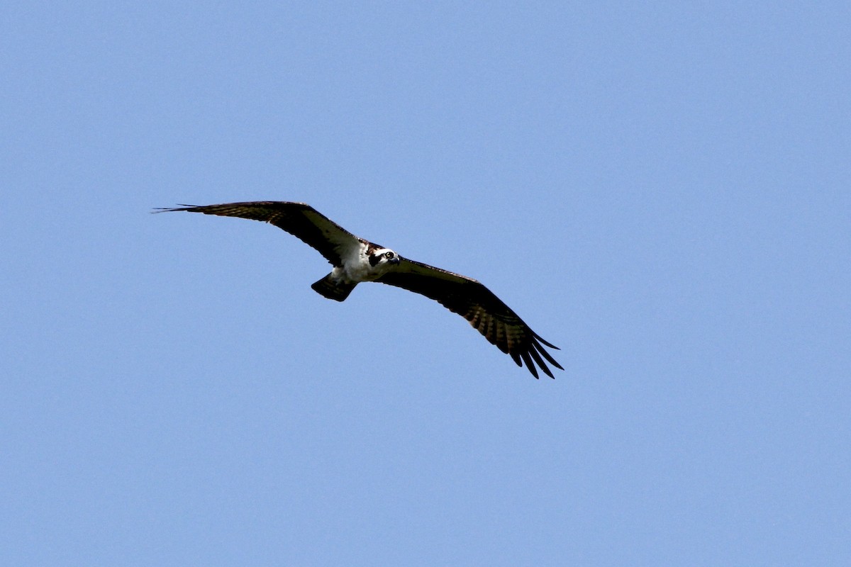 Osprey - ML433276511