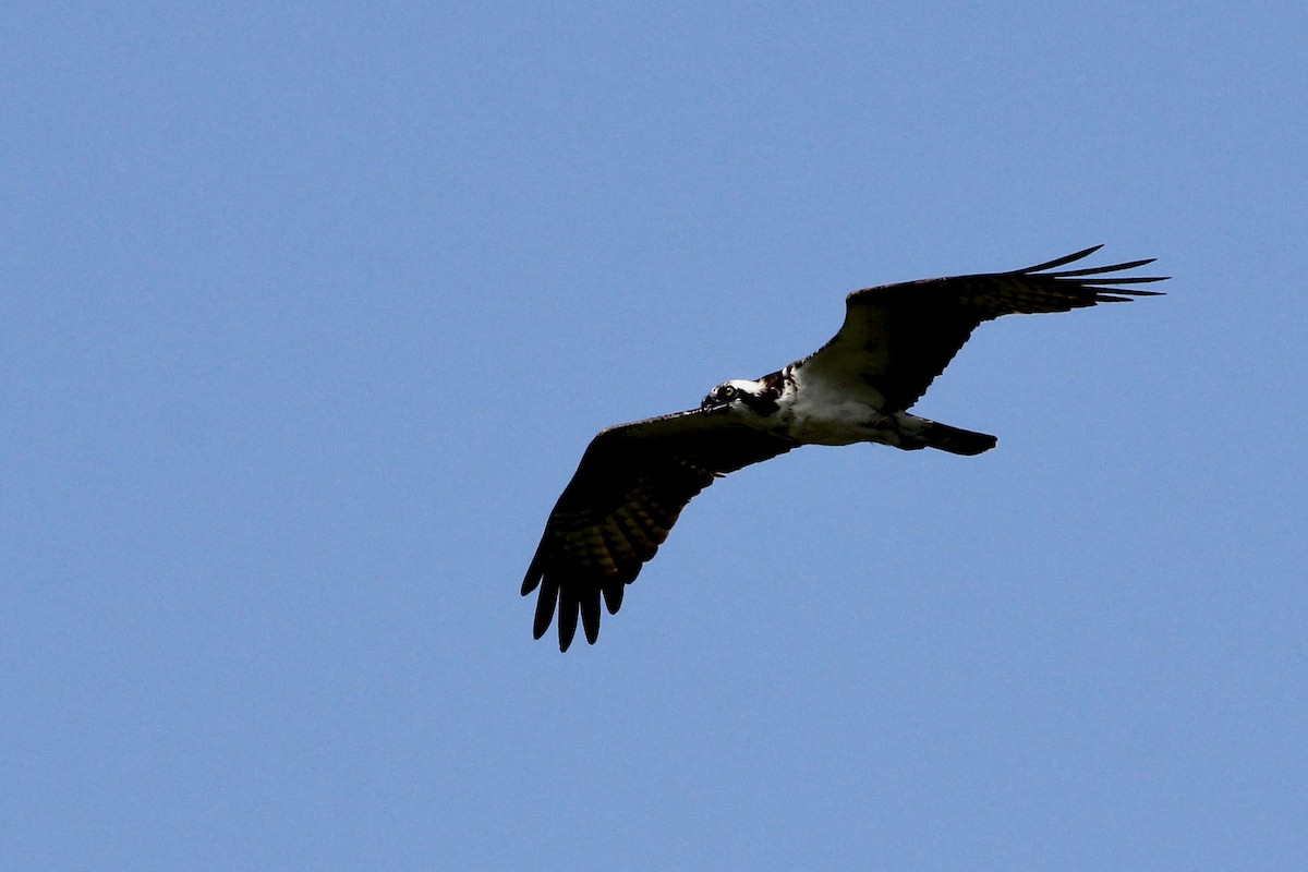 Osprey - ML433276531