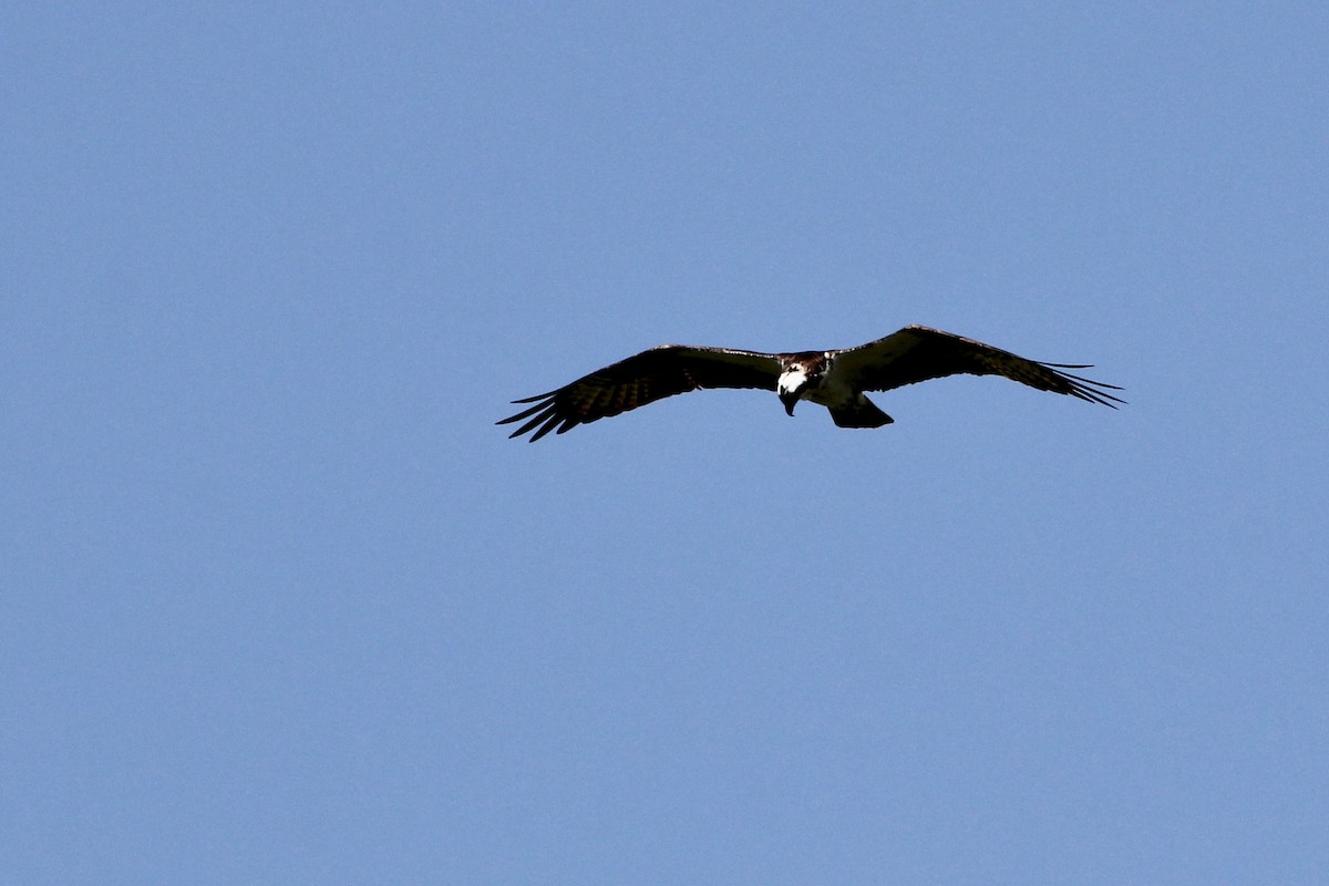 Osprey - ML433276541