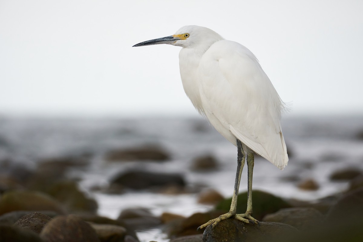 Snowy Egret - ML433277491