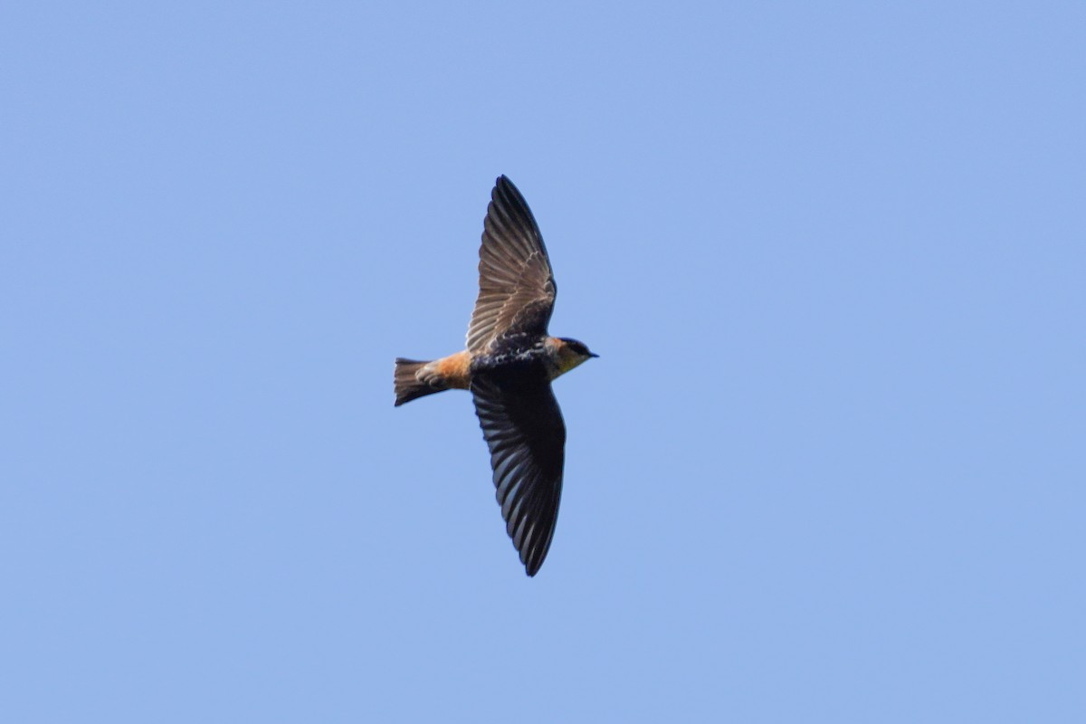 Cave Swallow - Gary Herritz