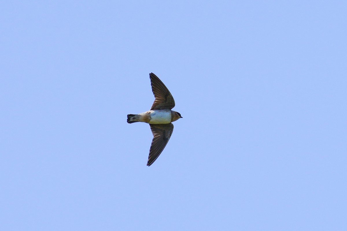 Golondrina Pueblera - ML433279631