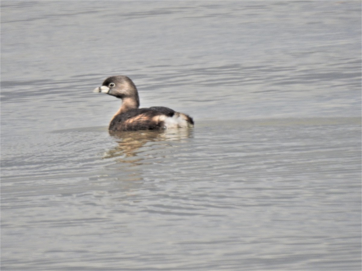 Pied-billed Grebe - ML433281261
