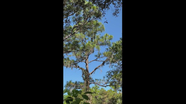 Swallow-tailed Kite - ML433282321