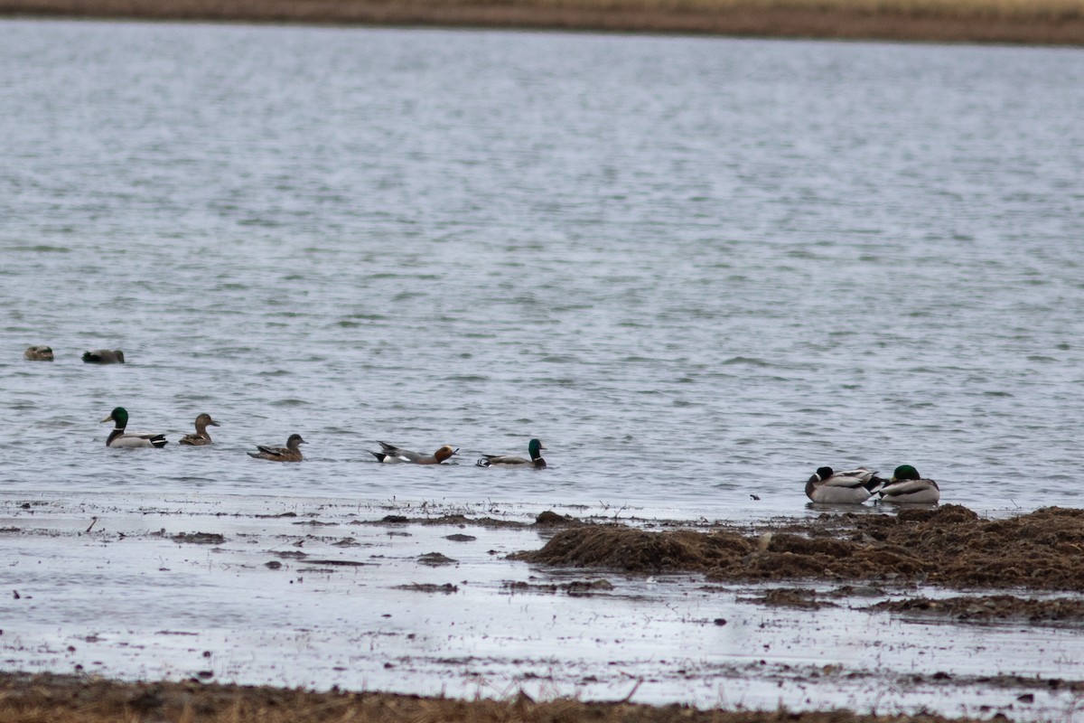 Eurasian Wigeon - ML433283201