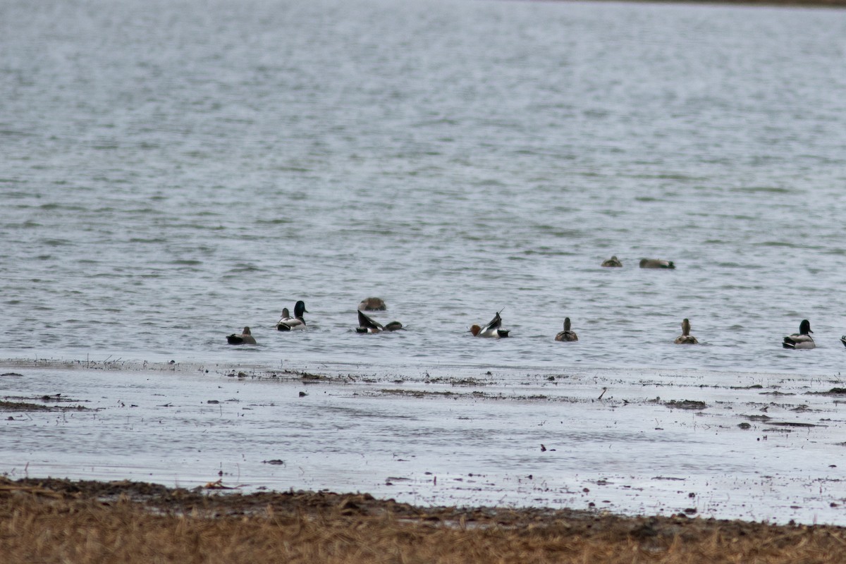 Eurasian Wigeon - ML433283211