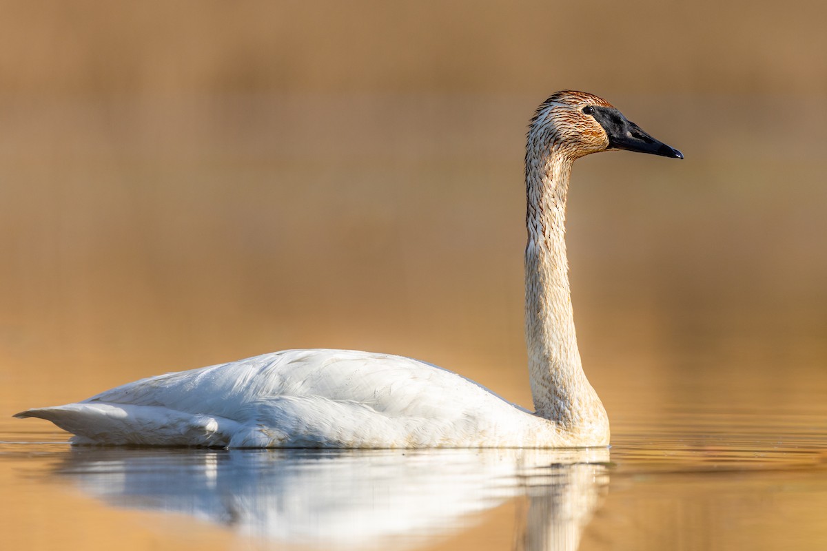 Cygne trompette - ML433283981