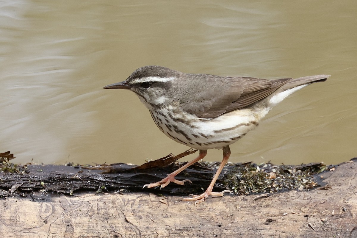 Louisiana Waterthrush - ML433284011