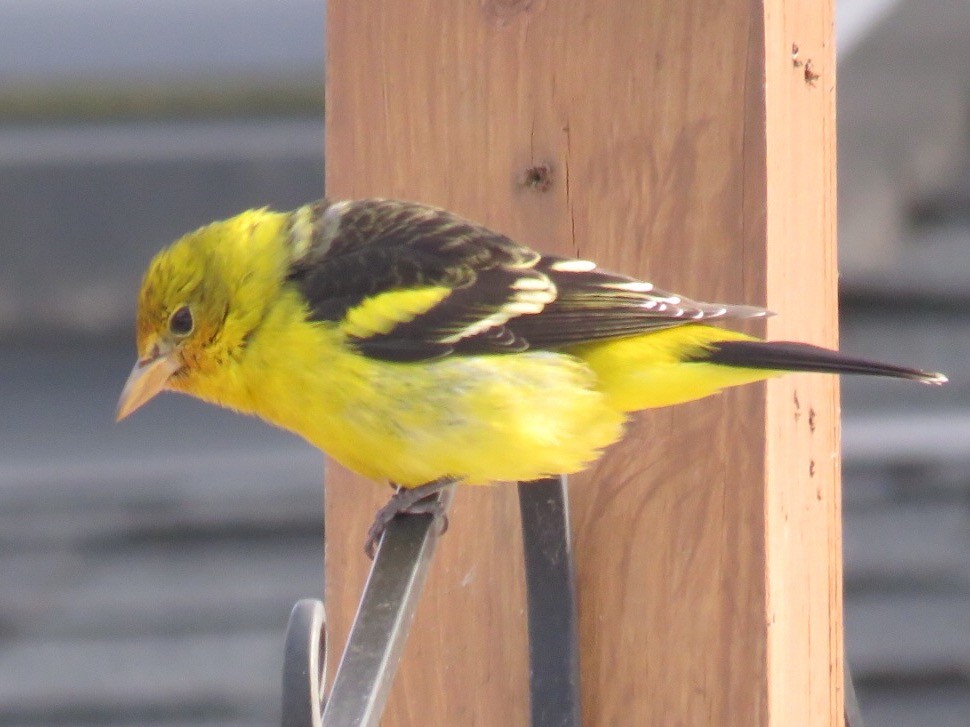 Western Tanager - ML43328411