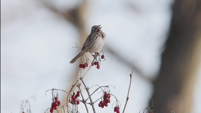 Song Sparrow - ML433284171