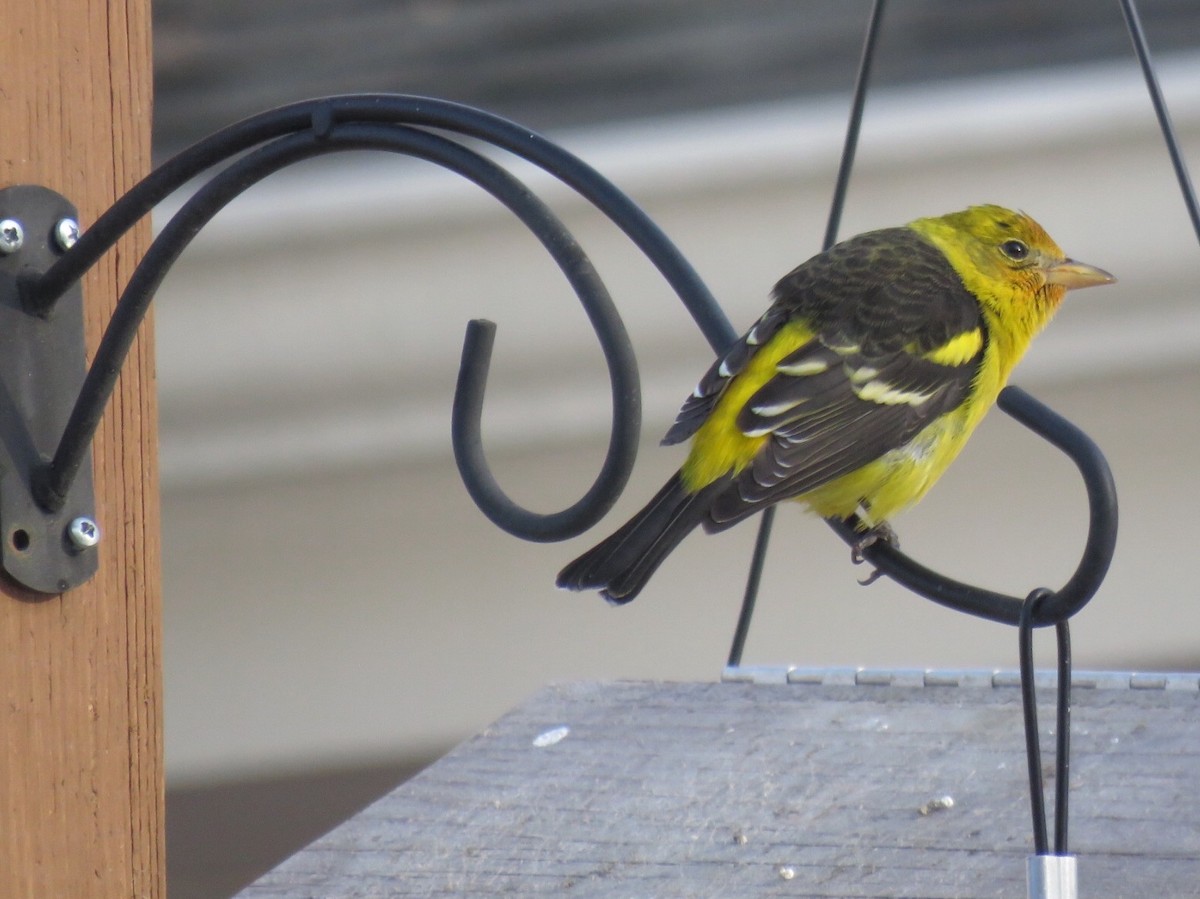 Western Tanager - ML43328431