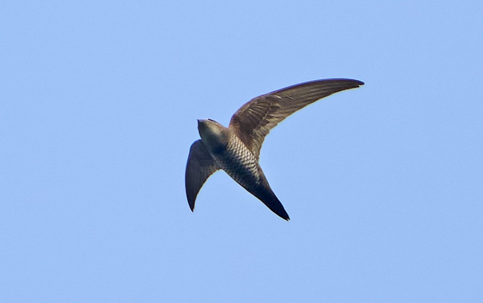 Mottled Swift - ML433284491