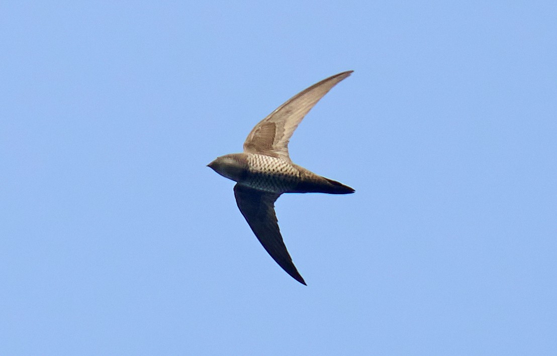 Mottled Swift - ML433284501