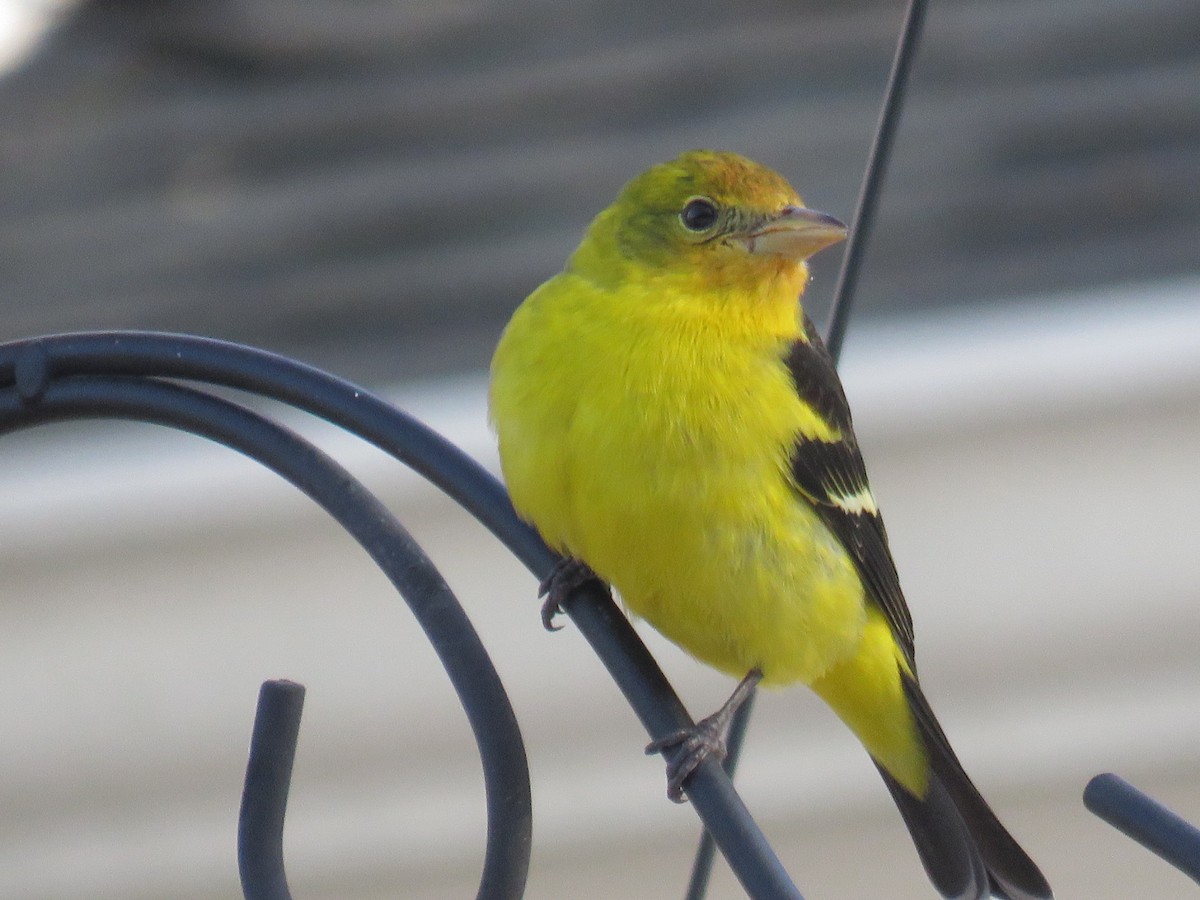 Western Tanager - ML43328451